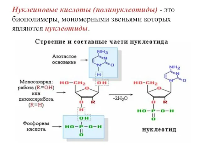 Нуклеиновые кислоты (полинуклеотиды) - это биополимеры, мономерными звеньями которых являются нуклеотиды.