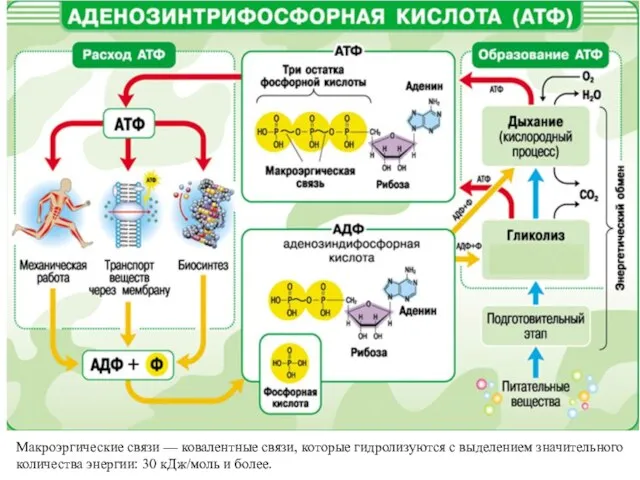 Макроэргические связи — ковалентные связи, которые гидролизуются с выделением значительного количества энергии: 30 кДж/моль и более.