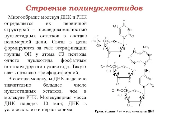 Строение полинуклеотидов Многообразие молекул ДНК и РНК определяется их первичной структурой