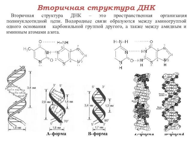 Вторичная структура ДНК Вторичная структура ДНК – это пространственная организация полинуклеотидной