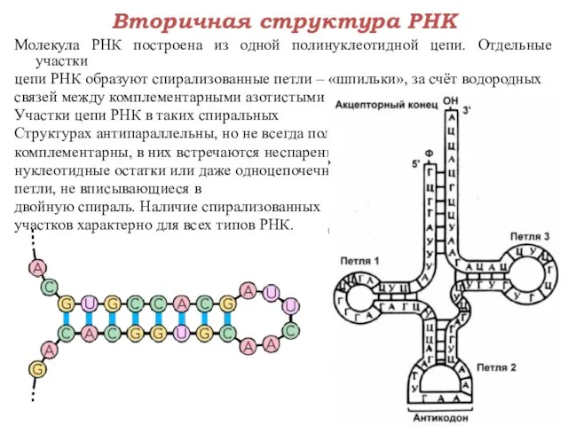 Молекула РНК построена из одной полинуклеотидной цепи. Отдельные участки цепи РНК