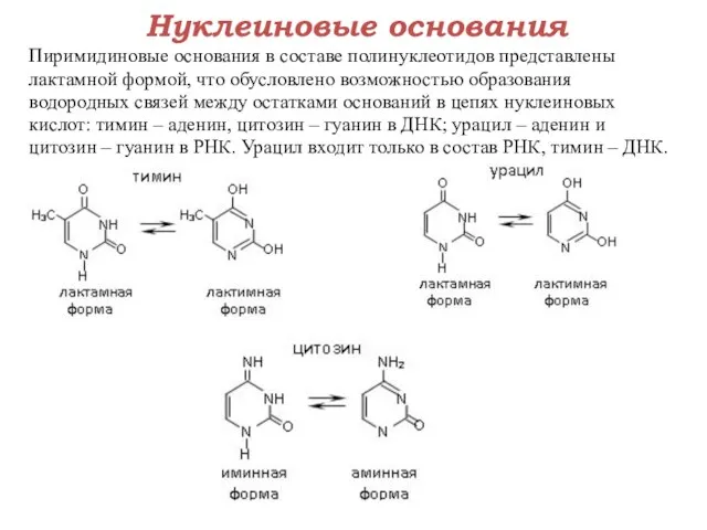 Нуклеиновые основания Пиримидиновые основания в составе полинуклеотидов представлены лактамной формой, что