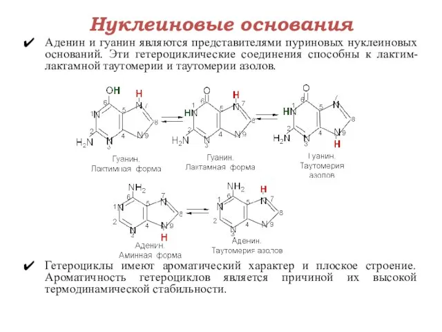 Нуклеиновые основания Аденин и гуанин являются представителями пуриновых нуклеиновых оснований. Эти