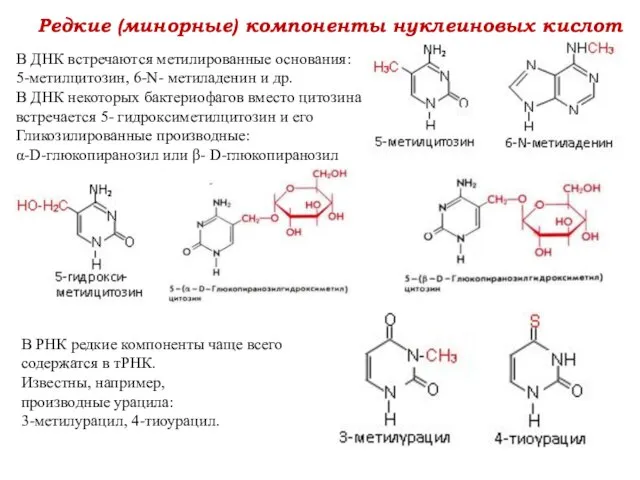 Редкие (минорные) компоненты нуклеиновых кислот В ДНК встречаются метилированные основания: 5-метилцитозин,