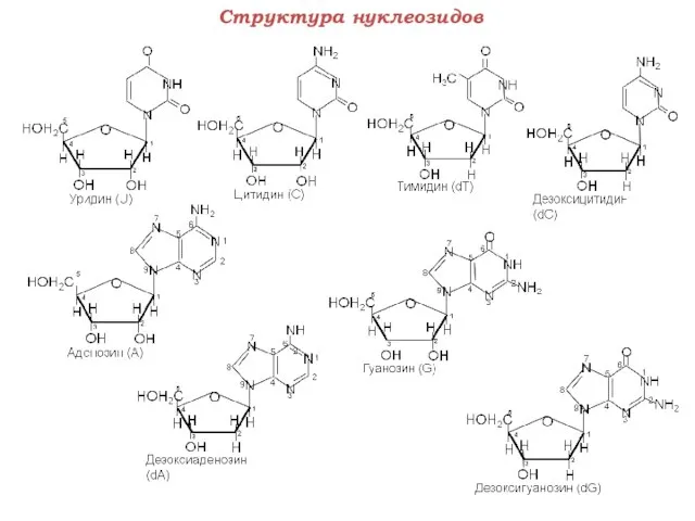 Структура нуклеозидов