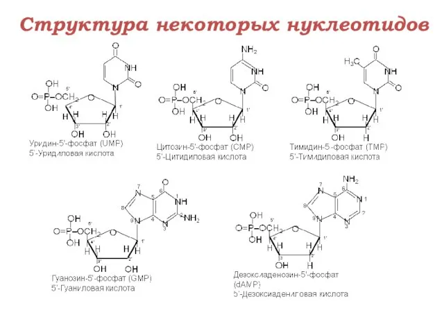 Структура некоторых нуклеотидов