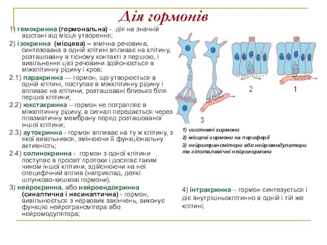 Дія гормонів 1) гемокринна (гормональна) - дія на значній відстані від