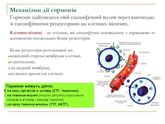 Механізми дії гормонів Гормони здійснюють свій специфічний вплив через взаємодію зі