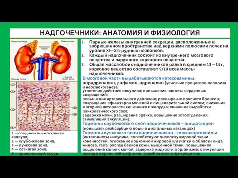 НАДПОЧЕЧНИКИ: АНАТОМИЯ И ФИЗИОЛОГИЯ 1 —соединительнотканная капсула; 2 — клубочковая зона;