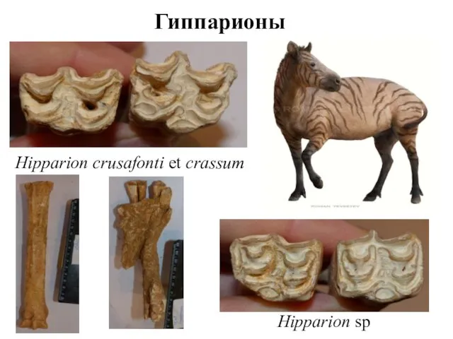 Гиппарионы Hipparion crusafonti et crassum Hipparion sp