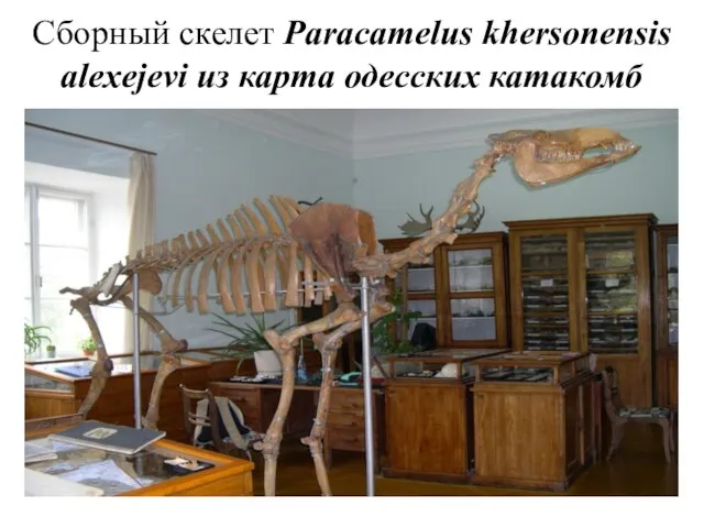 Сборный скелет Paracamelus khersonensis alexejevi из карта одесских катакомб