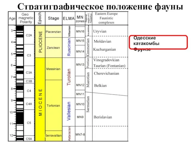 Стратиграфическое положение фауны Одесские катакомбы Фрунзе