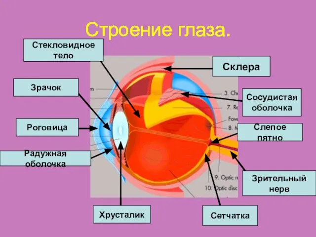 Строение глаза. Склера Роговица Радужная оболочка Зрачок Хрусталик Сетчатка Сосудистая оболочка