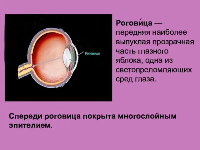 Спереди роговица покрыта многослойным эпителием. Рогови́ца — передняя наиболее выпуклая прозрачная