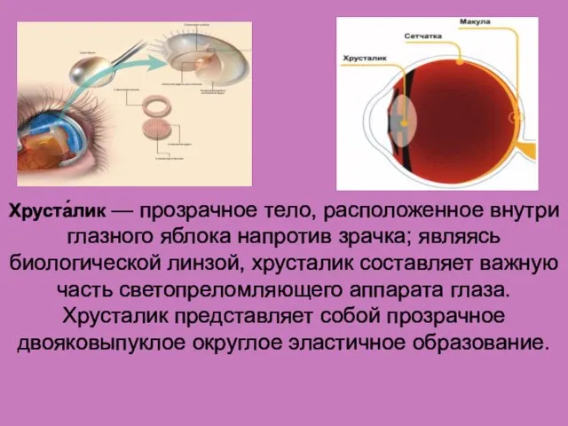 Хруста́лик — прозрачное тело, расположенное внутри глазного яблока напротив зрачка; являясь