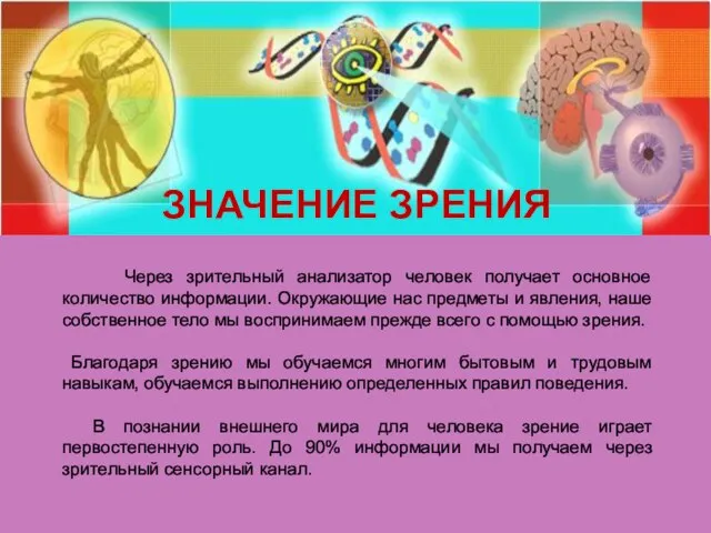 Через зрительный анализатор человек получает основное количество информации. Окружающие нас предметы