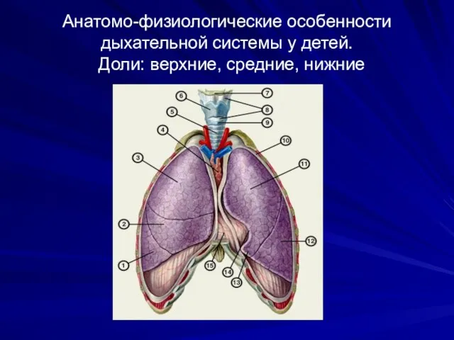 Анатомо-физиологические особенности дыхательной системы у детей. Доли: верхние, средние, нижние