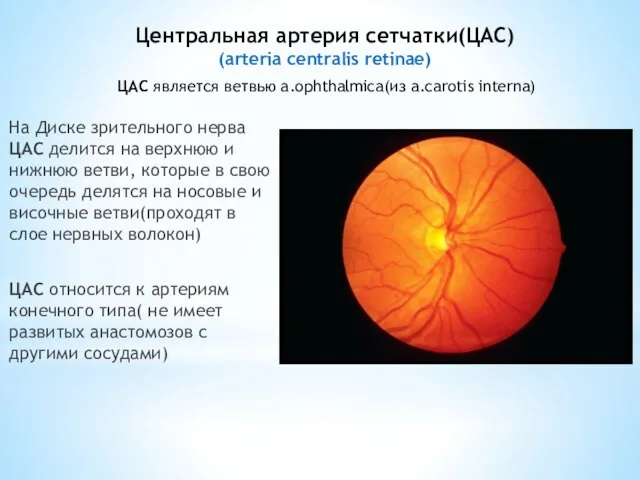 Центральная артерия сетчатки(ЦАС) (arteria centralis retinae) На Диске зрительного нерва ЦАС