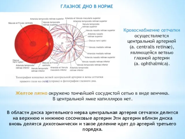 В области диска зрительного нерва центральная артерия сетчатки делится на верхнюю