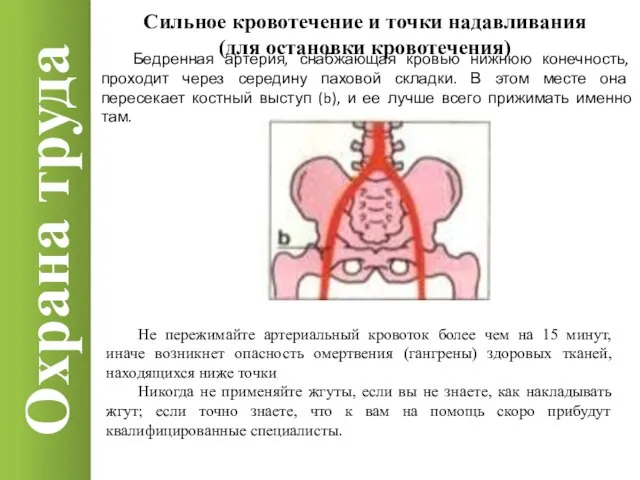 Охрана труда Сильное кровотечение и точки надавливания (для остановки кровотечения) Бедренная