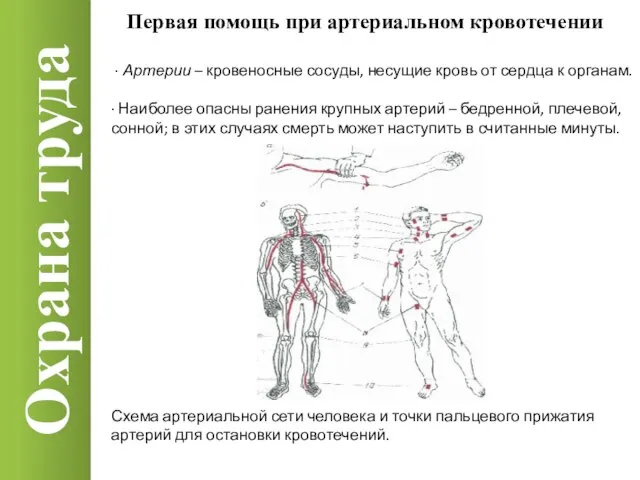 Охрана труда · Артерии – кровеносные сосуды, несущие кровь от сердца