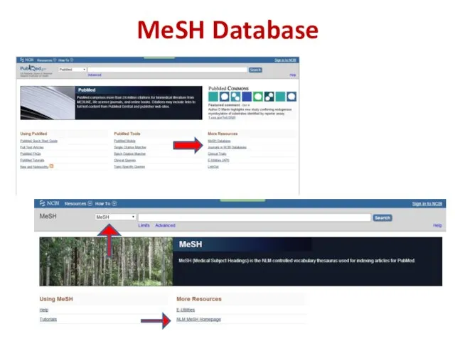 MeSH Database