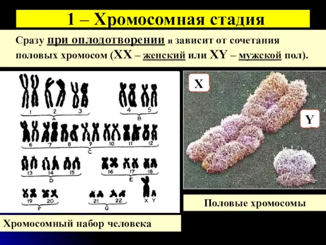 1 – Хромосомная стадия Сразу при оплодотворении и зависит от сочетания