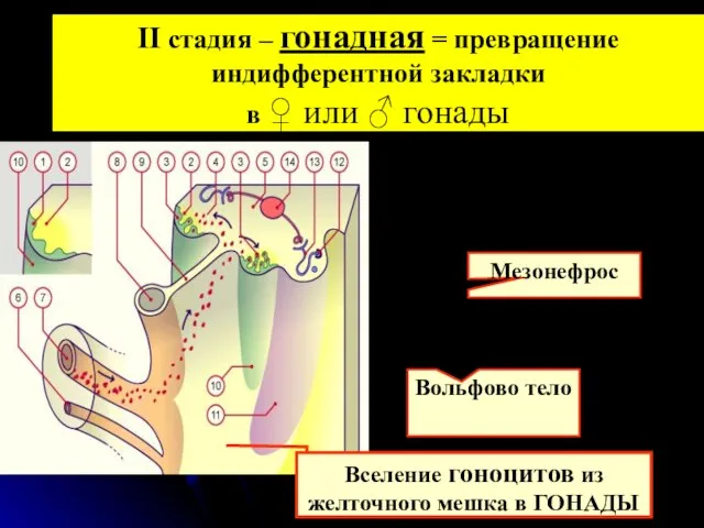 II стадия – гонадная = превращение индифферентной закладки в ♀ или