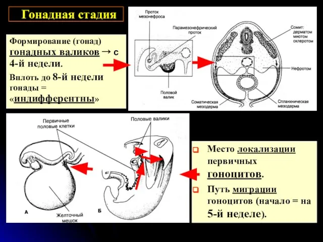 Гонадная стадия Формирование (гонад) гонадных валиков → с 4-й недели. Вплоть