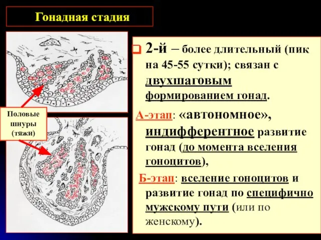 Гонадная стадия 2-й – более длительный (пик на 45-55 сутки); связан