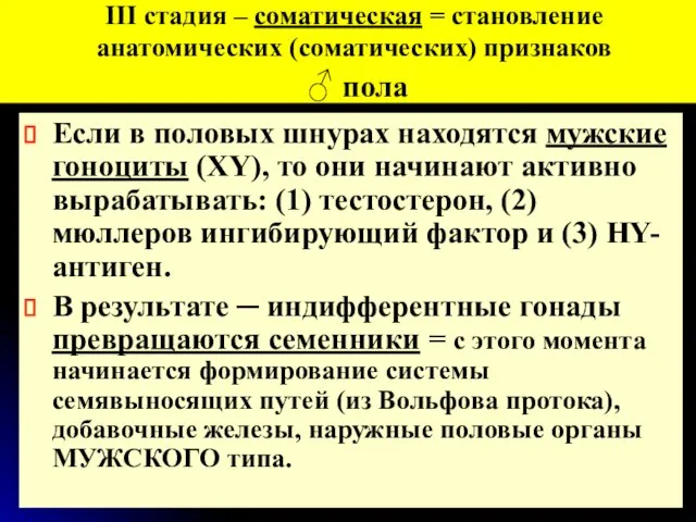 Если в половых шнурах находятся мужские гоноциты (XY), то они начинают