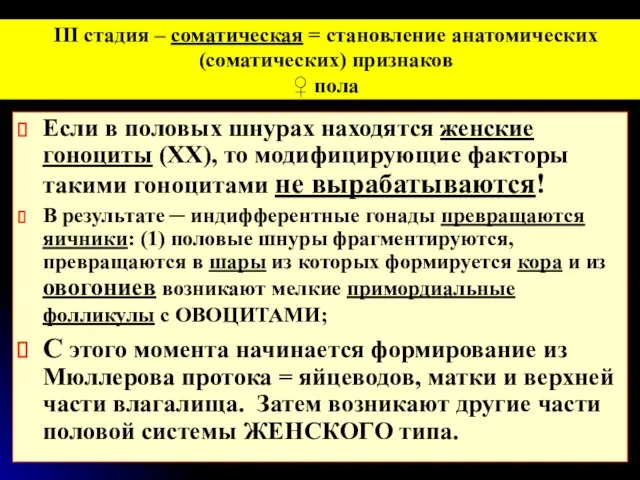 Если в половых шнурах находятся женские гоноциты (XX), то модифицирующие факторы