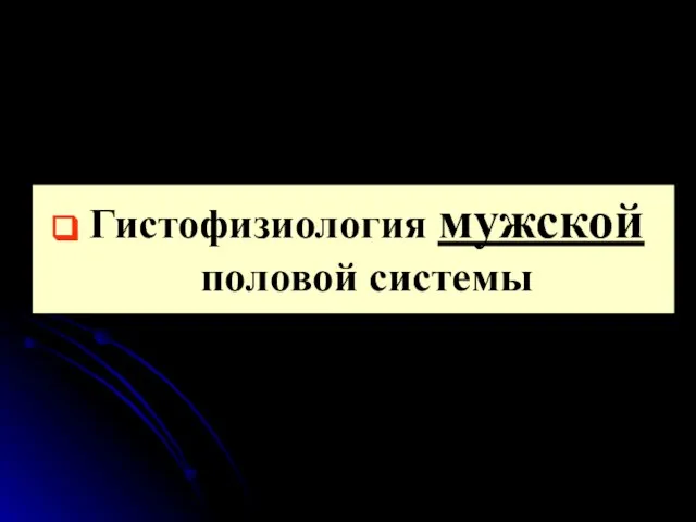 Гистофизиология мужской половой системы