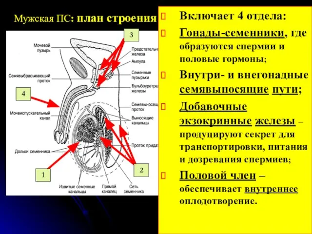 Мужская ПС: план строения 1 2 3 4 Включает 4 отдела: