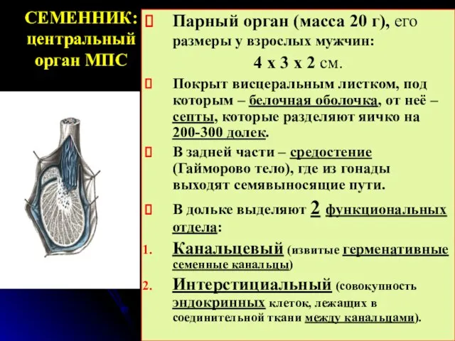 СЕМЕННИК: центральный орган МПС Парный орган (масса 20 г), его размеры