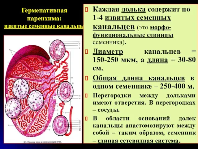 Герменативная паренхима: извитые семенные канальцы Каждая долька содержит по 1-4 извитых