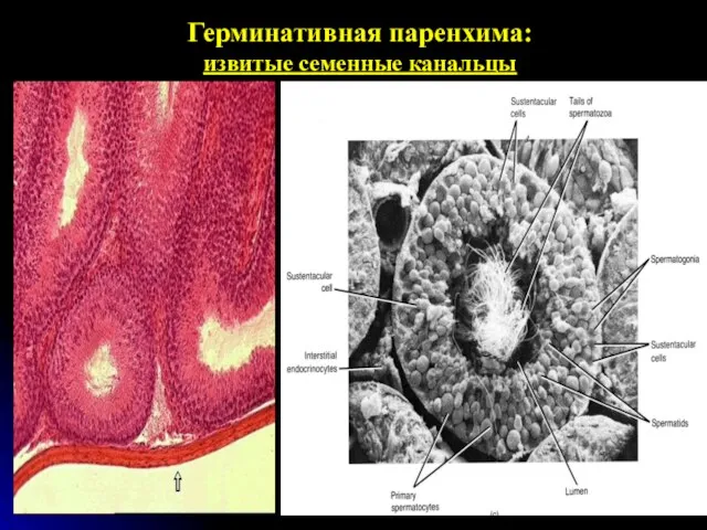 Герминативная паренхима: извитые семенные канальцы