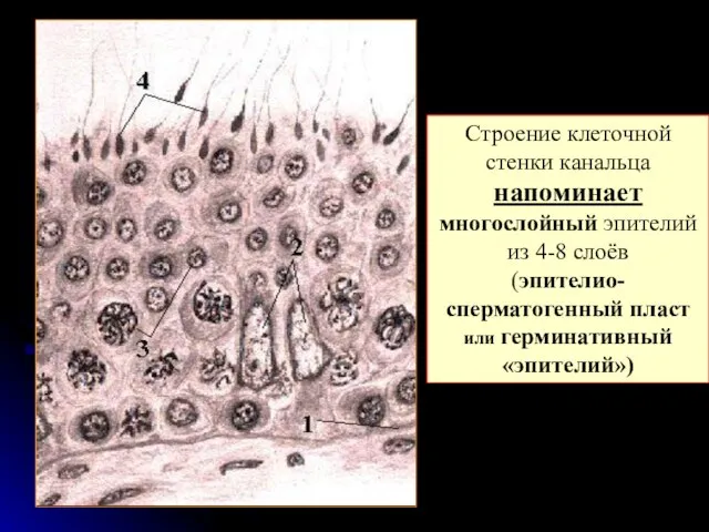 Строение клеточной стенки канальца напоминает многослойный эпителий из 4-8 слоёв (эпителио-сперматогенный пласт или герминативный «эпителий»)