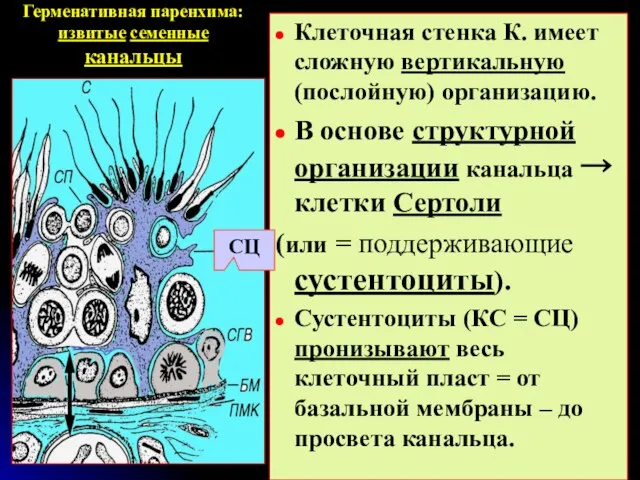 Герменативная паренхима: извитые семенные канальцы Клеточная стенка К. имеет сложную вертикальную