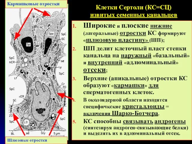 Клетки Сертоли (КС=СЦ) извитых семенных канальцев Широкие и плоские нижние (латеральные)