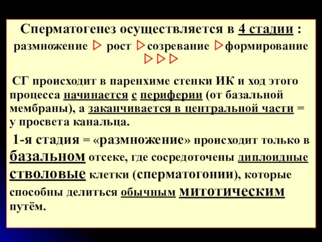 Сперматогенез осуществляется в 4 стадии : размножение ▷ рост ▷созревание ▷формирование