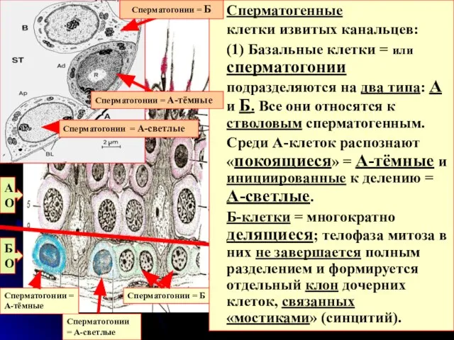 БО АО Сперматогонии = А-тёмные Сперматогонии = А-светлые Сперматогонии = Б