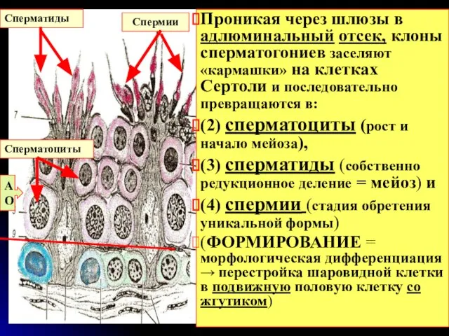 АО Сперматоциты Сперматиды Спермии Проникая через шлюзы в адлюминальный отсек, клоны