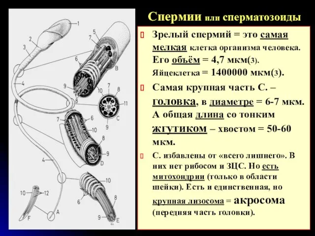 Зрелый спермий = это самая мелкая клетка организма человека. Его объём