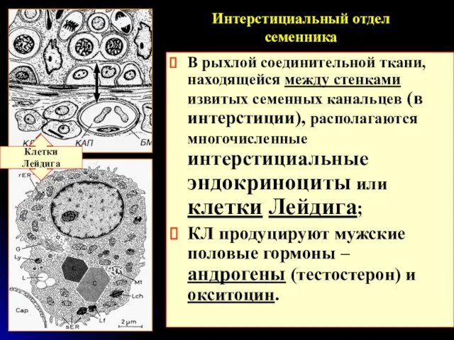 Интерстициальный отдел семенника В рыхлой соединительной ткани, находящейся между стенками извитых