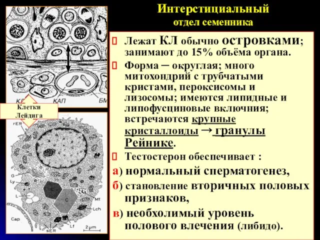 Интерстициальный отдел семенника Лежат КЛ обычно островками; занимают до 15% объёма