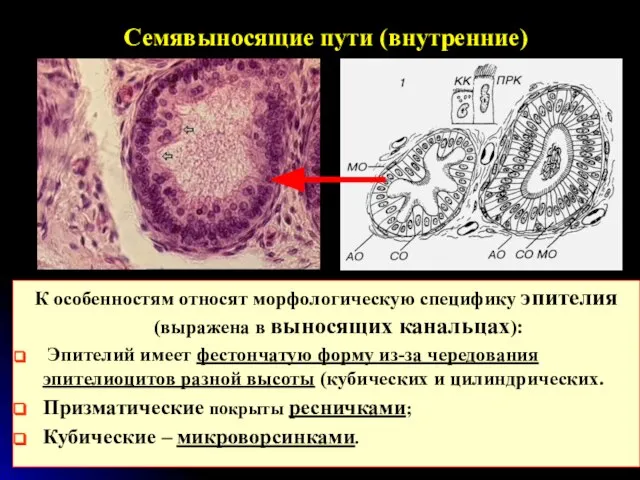 Семявыносящие пути (внутренние) К особенностям относят морфологическую специфику эпителия (выражена в