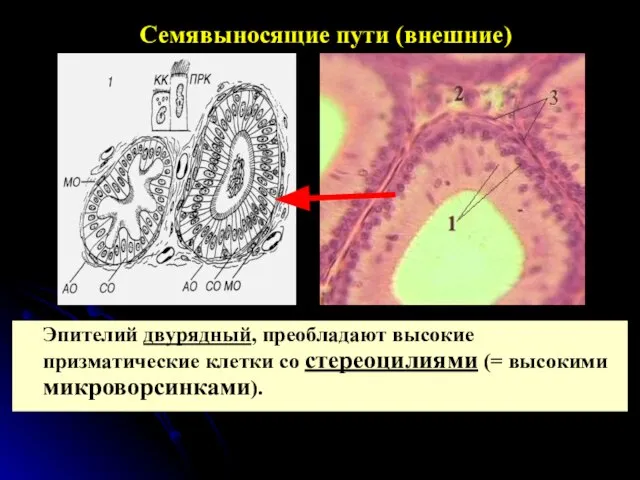 Семявыносящие пути (внешние) Эпителий двурядный, преобладают высокие призматические клетки со стереоцилиями (= высокими микроворсинками).