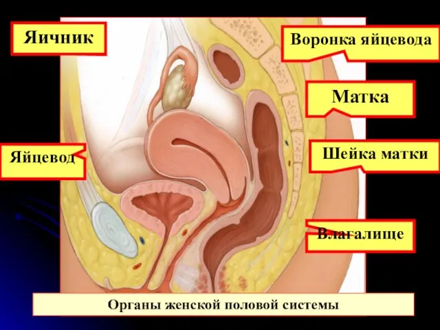 Яичник Воронка яйцевода Матка Шейка матки Влагалище Органы женской половой системы Яйцевод