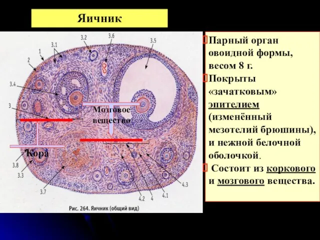 Парный орган овоидной формы, весом 8 г. Покрыты «зачатковым» эпителием (изменённый
